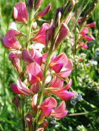 Продаж ЕСПАРЦЕТУ оптом від 1 тонни - фото № 1