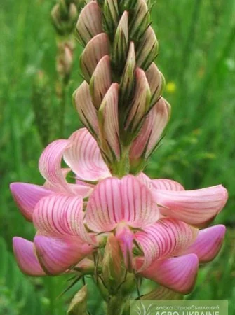 Продаж ЕСПАРЦЕТУ оптом від 1 тонни - фото № 3