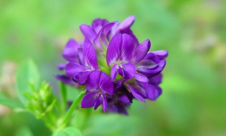 Продается семена люцерны - фото № 1