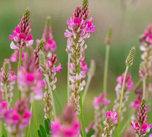 Продам Еспарцет ціна договірна в залежності від обєму - фото № 1