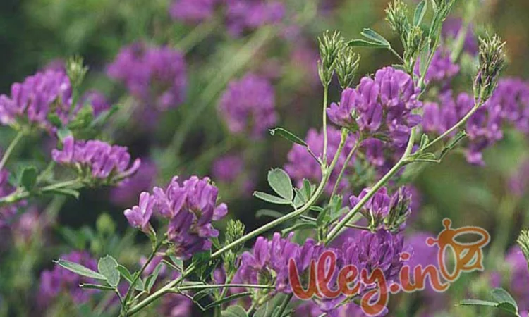 Пропонується люцерна, ціна договірна - фото № 1