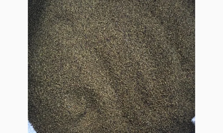 Продаются семена люцерны омагниченные - фото № 2