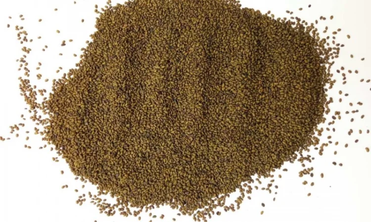 Продаются семена люцерны омагниченные - фото № 1