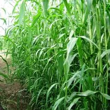 Семена Суданки Билява и Мироновская в продаже - фото № 1