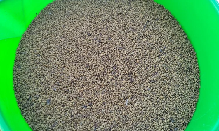 Якісне насіння конюшини червоної 2024 року - фото № 1