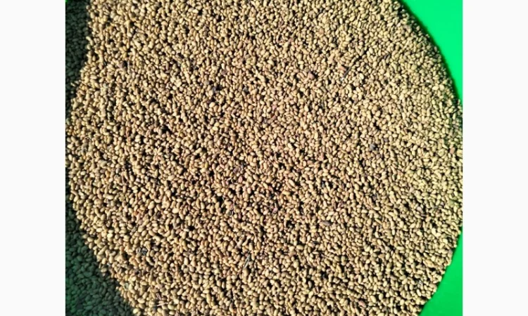 Якісне насіння конюшини червоної 2024 року - фото № 2