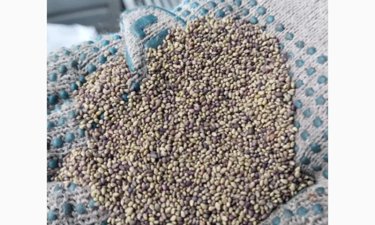 Якісне насіння конюшини червоної 2024 року - фото № 3