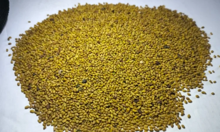 Якісне насіння конюшини червоної 2024 року - фото № 4