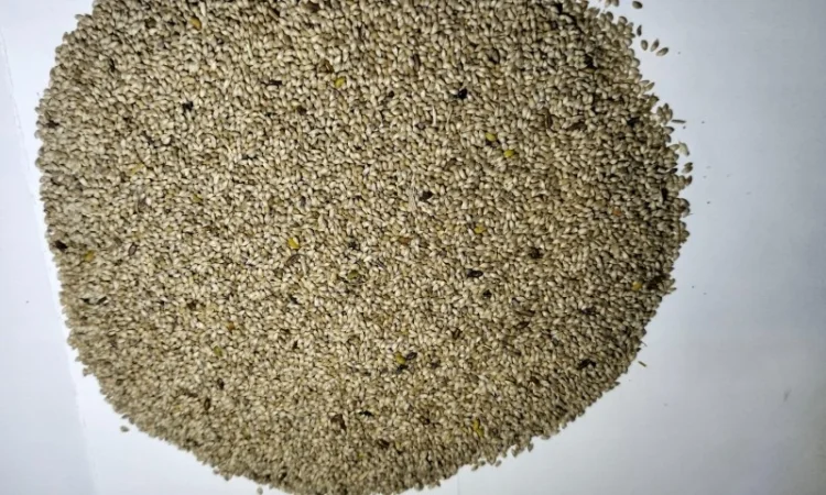 Якісне насіння конюшини червоної 2024 року - фото № 5