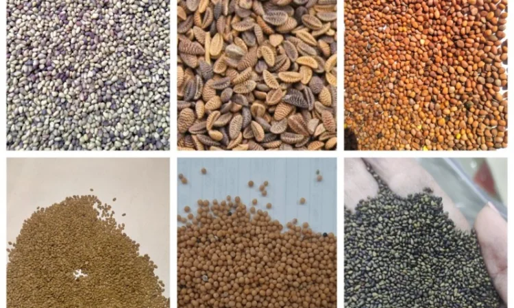 Купую насіння Люцерни, Конюшини, Еспарцету оптом - фото № 1