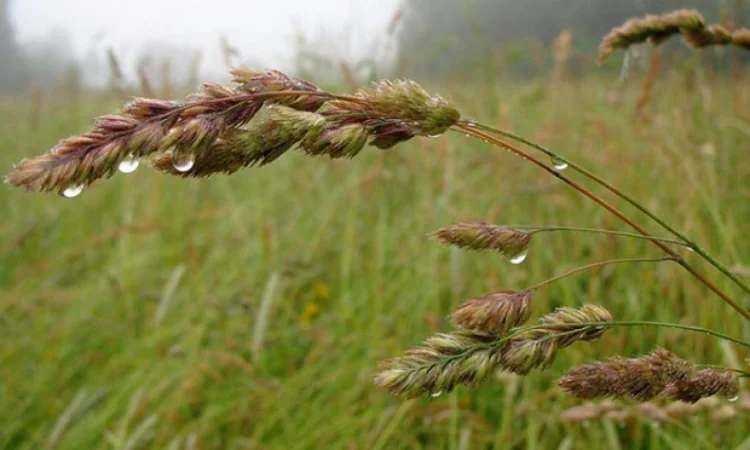 Ежа сборная/ Грястиця збірна. Можливий продаж з ПДВ - фото № 1