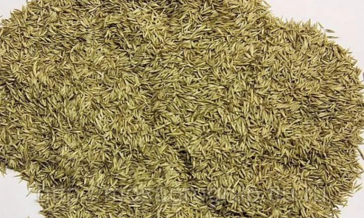 Ежа сборная/ Грястиця збірна. Можливий продаж з ПДВ - фото № 2