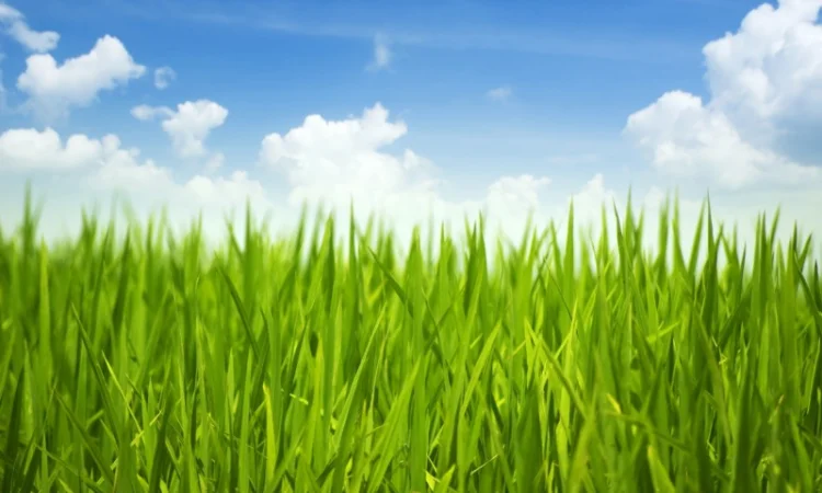 Продаж насіння кормових трав та газонних трав - фото № 1