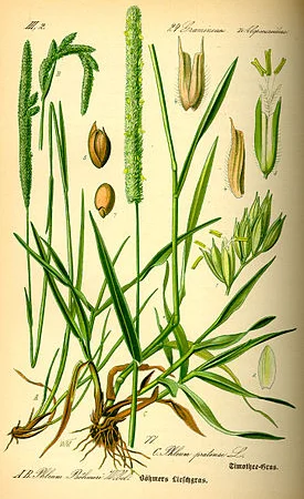 Тимофеевка луговая – продажа с ПДВ - фото № 2