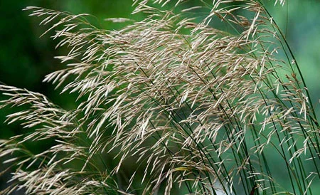 Кострец безостый (Стоколос) - семена кормовых трав - фото № 1