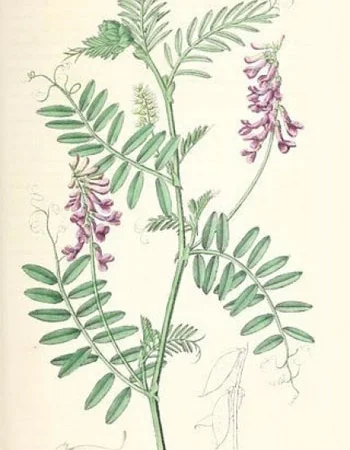 Вика ярова – насіння кормових трав - фото № 2