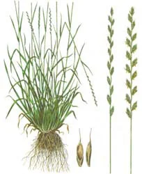 Райграс высокий. Возможна продажа с ПДВ - фото № 2