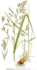 Овсянница луговая – продажа с ПДВ - фото № 2