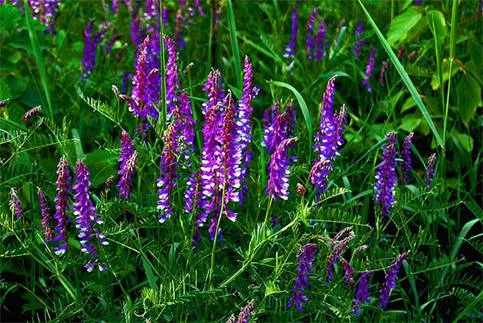 Люцерна гмо - фото № 1