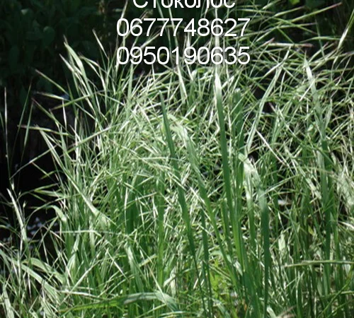 Стоколос (Костёр) - фото № 1