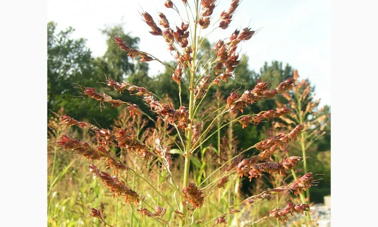 Суданка тонкостебельна - фото № 3