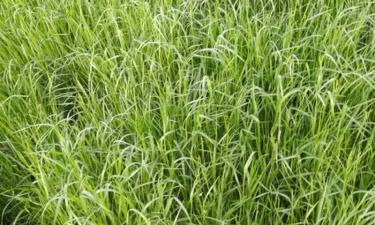 Суміш насіння кормових трав, сінокісна, пасовищна - фото № 3