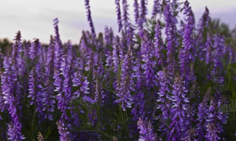 Куплю семена люцерны - фото № 1