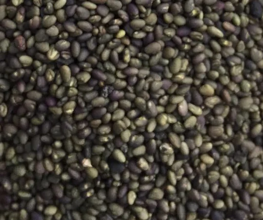 Куплю семена клевера любого объема - фото № 1