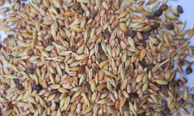 Відходи еспарцету (після очистки) - фото № 2