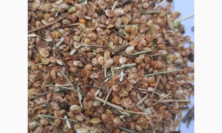 Відходи еспарцету (після очистки) - фото № 3