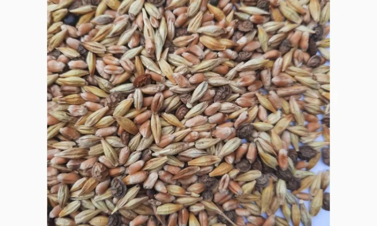 Відходи еспарцету (після очистки) - фото № 1