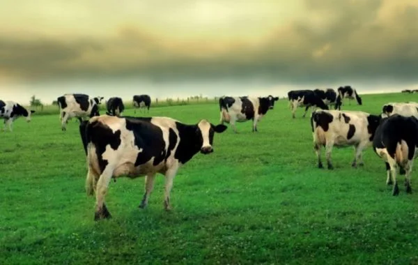 Hacіння кормових трав cyміш. Склад: тимофіївка, гряcтиця, вівcяниця, райграc, люцерна - фото № 1