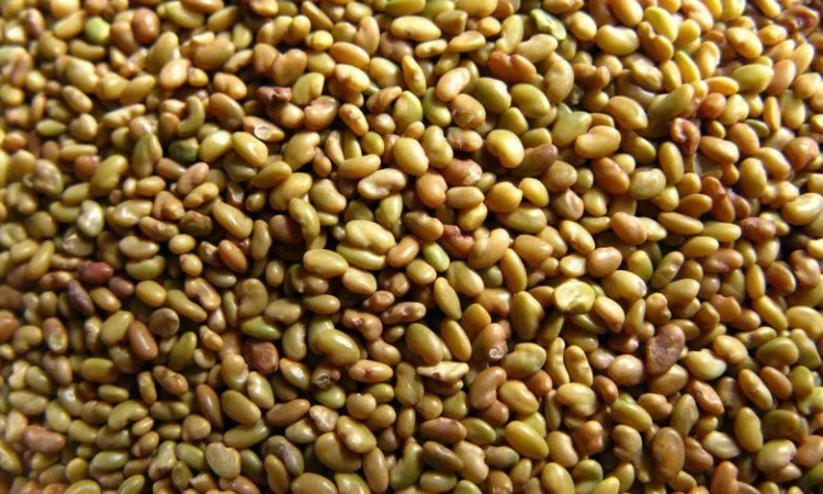 Семена кормових трав - фото № 1