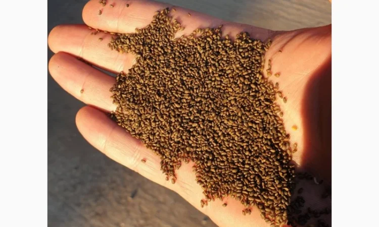 Семена люцерни - фото № 1