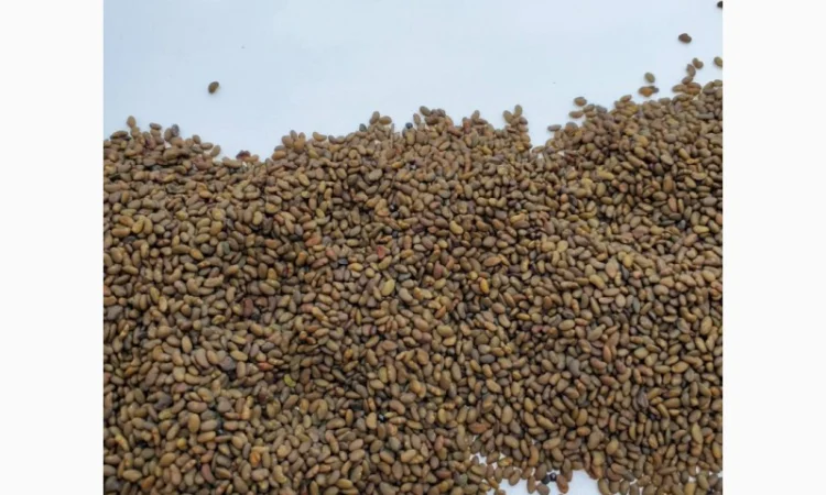 Семена люцерни - фото № 2