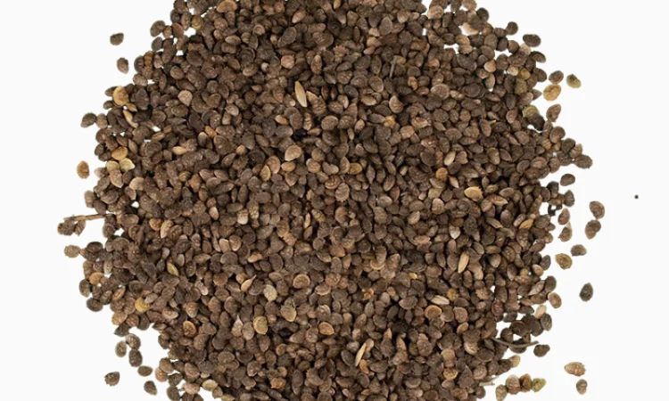 Продам Еспарцет 1 кг медонос - фото № 2