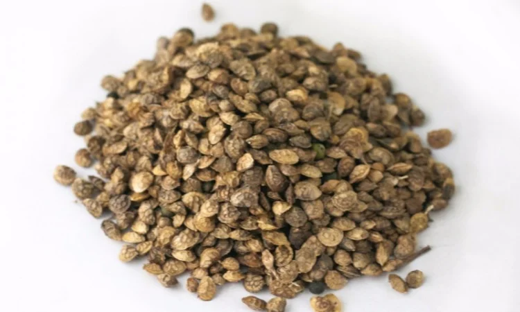 Продам Еспарцет 1 кг медонос, сидерат - фото № 1