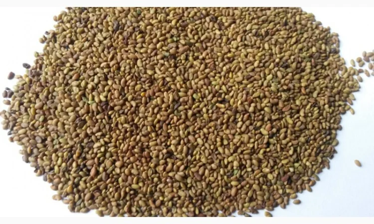 Насіння люцерни сорту "Банат" 1 кг - фото № 1