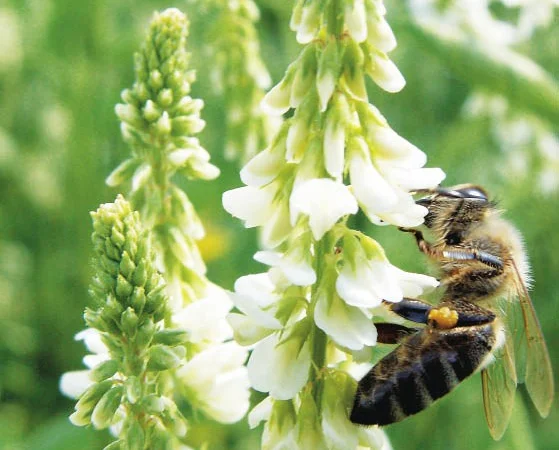 Продам буркун - фото № 1