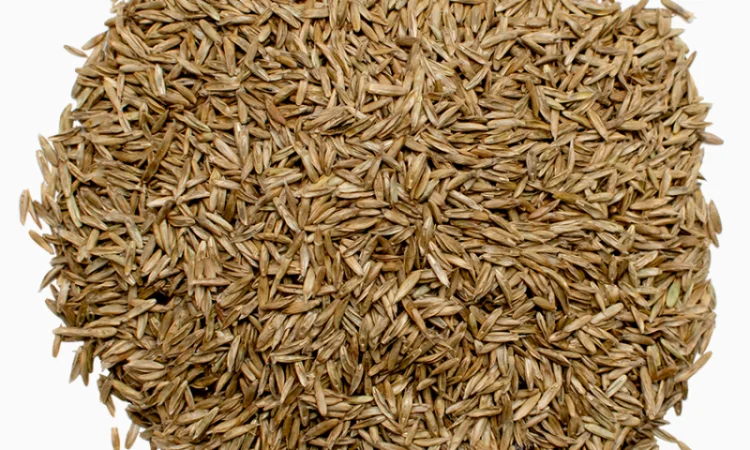 Вівсянниця (костриця) лучна продам від 1кг - фото № 2