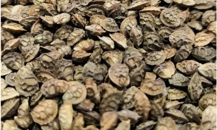 Эспарцет - фото № 1