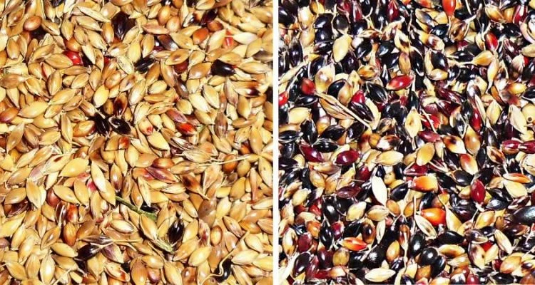 Куплю Семена Суданки - фото № 1