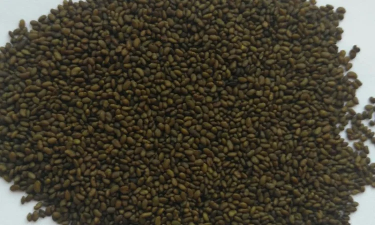 Семена Люцерну куплю - фото № 1