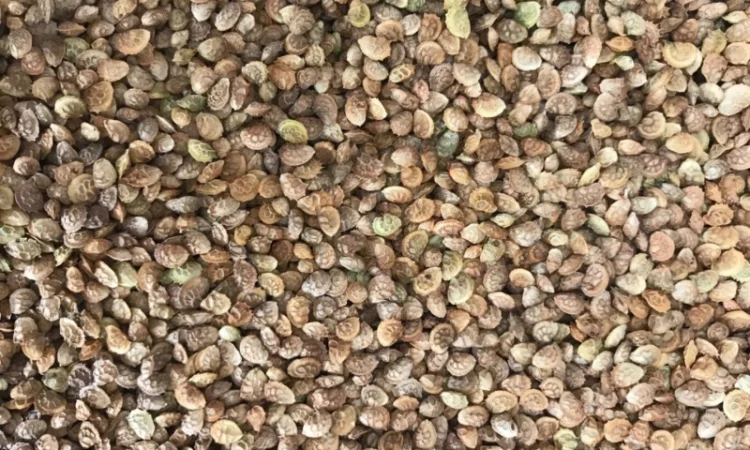 Продам семена Эспарцета - фото № 1