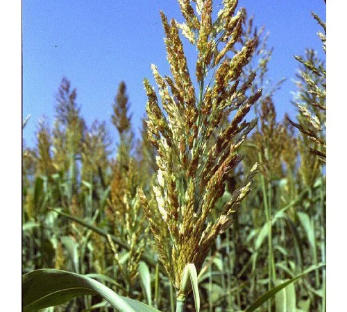 Суданка Билявка - фото № 1