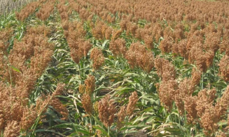 Суданка насіння - фото № 1