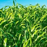 Суданка насіння - фото № 5