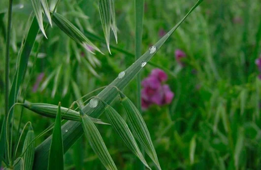 Вика вівсяна суміш - фото № 2