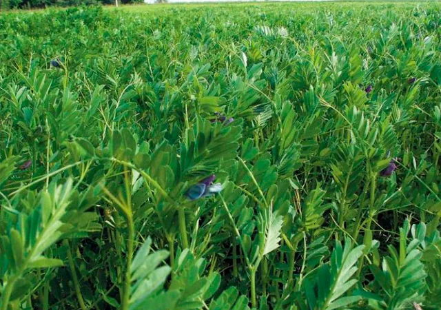 Вика вівсяна суміш - фото № 1