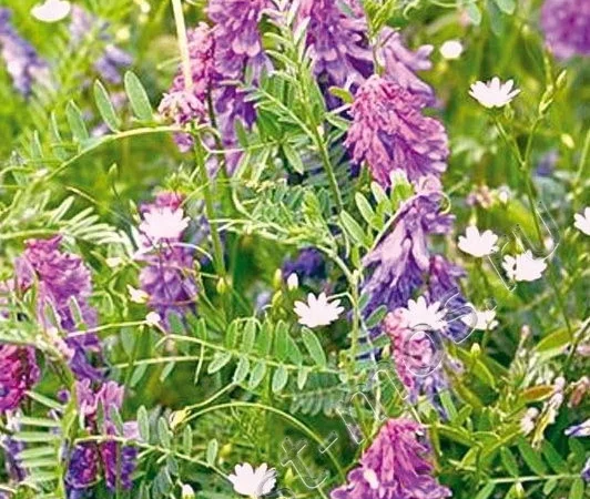 Вика вівсяна суміш - фото № 3